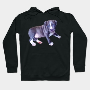 Cute Blue line pit bull dog puppy - with blue eyes Hoodie